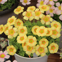 Oxalis obtusa Series Bulb - 'Elizabeth', 10 Bulbs