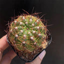 Parodia ottonis, 3-4cm