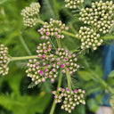 Pink Yarrow, 500 Seeds