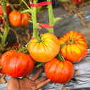 696 Russian Bogatyr Tomato, 5 Seeds