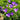 Tufted Bellflower Seeds, 1g