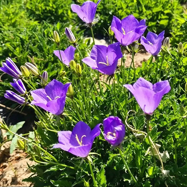 Tufted Bellflower Seeds, 1g