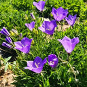 Tufted Bellflower Seeds, 1g