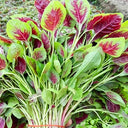 Large Round Leaf Red Amaranth Seeds, 20g