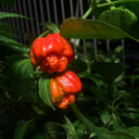 Dragon's Breath Pepper, 10 Seeds