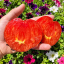 345 Junior Sergeant Tomato, 5 Seeds