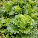 'Cuiqing 75' Qingmaye Chinese Cabbage Seeds, 4g