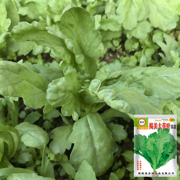 'Jiemei' Large-Leaf Garland Chrysanthemum Seeds, 10g