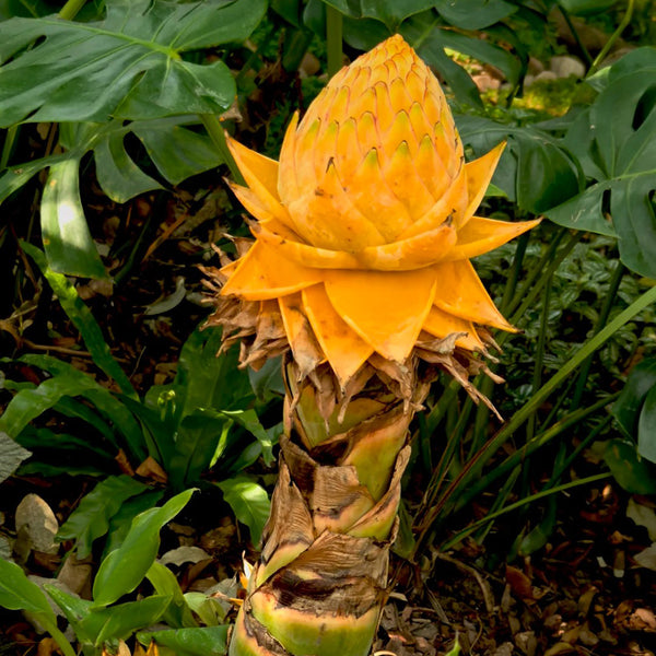 Ground Burst Golden Lotus, 30 Seeds