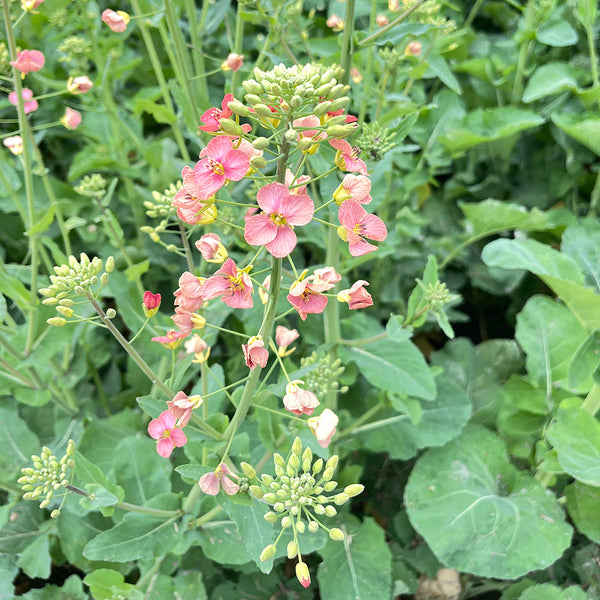 Rainbow Rapeseed Seeds, 250 Seeds