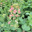 Rainbow Rapeseed Seeds, 250 Seeds