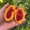 Small Spiny Bitter Melon Seeds, 10 Seeds