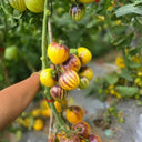 "Rebel Starfighter Kayleigh Anne" Tomato Seeds, 5 Seeds