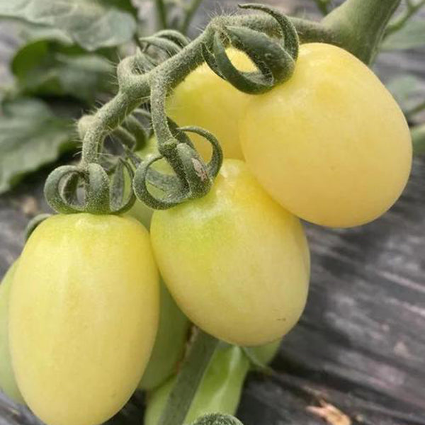 White Jade Cherry Tomato, 100 Seeds