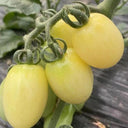 White Jade Cherry Tomato, 100 Seeds