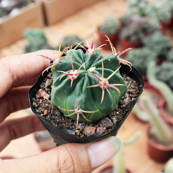 Ferocactus latispinus 'Sunrise', 3-4cm