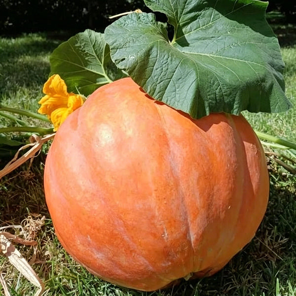 Extra Large Giant Pumpkin, 10 Seeds