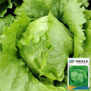 Green Ball Lettuce Seeds, 2g