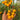 693 Dwarf Orange Cherry Variegated Tomato, 5 Seeds