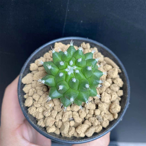 Mammillaria magnimamma 'Toluca', 3-4cm
