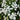 Feverfew 'Snowball', 200 Seeds