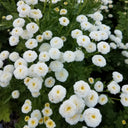 Feverfew 'Snowball', 200 Seeds