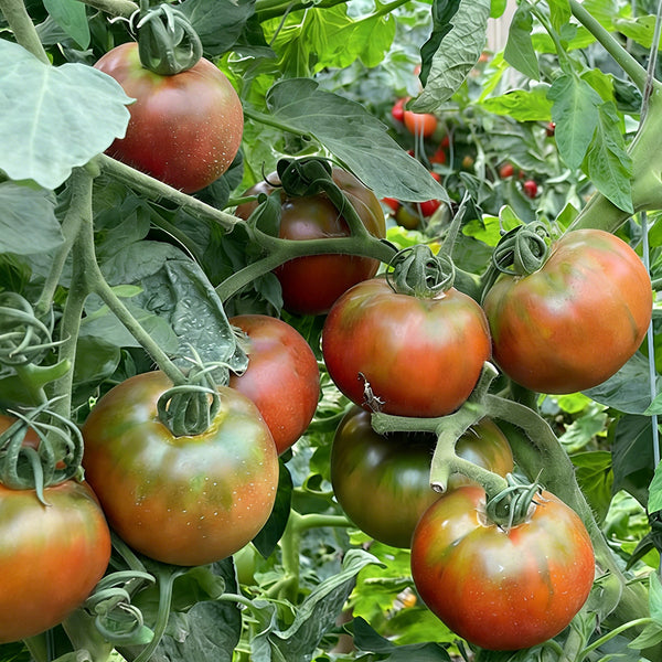 Super Sweet Sandy Strawberry Tomato, 100 Seeds