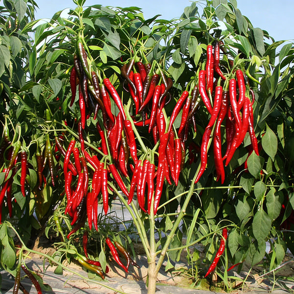 Chaodi Pepper Seeds, 0.3g