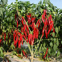 Chaodi Pepper Seeds, 0.3g