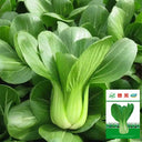 Demei Shanghai Bok Choy Seeds, 10g