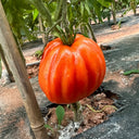 Camille Tomato, 10 Seeds