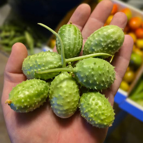 West Indian Gherkin, 10~20 Seeds