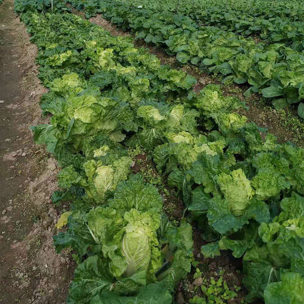 'Dongjia Chunguan' Chinese Cabbage Seeds, 8g