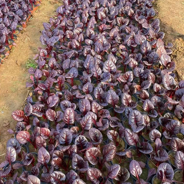 Purple Red Leaf Beet Seeds, 5g