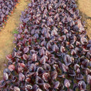 Purple Red Leaf Beet Seeds, 5g