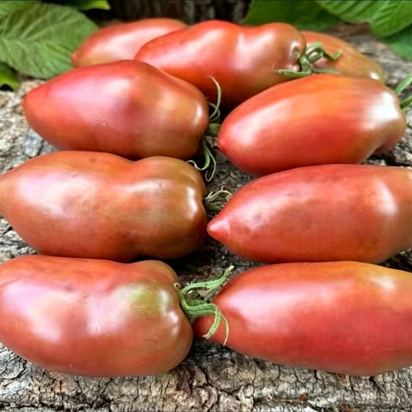 939 Chocolate Pepper Sauce Tomato, 5 Seeds