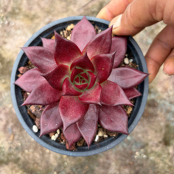 Echeveria cv. 'Robin', 2pcs x 1-head