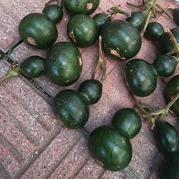 Dark Green Gourd, 5 Seeds