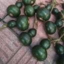 Dark Green Gourd, 5 Seeds