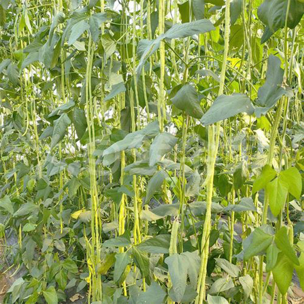 Yapajia 28-2 Yardlong Bean Seeds, 5 × 5g Bags