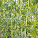 Yapajia 28-2 Yardlong Bean Seeds, 5 × 5g Bags