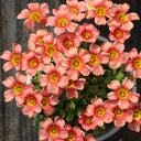 Oxalis obtusa Series Bulb - 'Retro', 1 Bulb