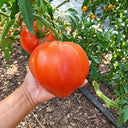 193 Momini Salzi (Maiden's Tears) Tomato, 5 Seeds