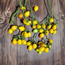 215 Kozula 139/4 Tomato, 5 Seeds