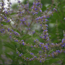 Chinese Chaste Tree Seeds, 100 Seeds