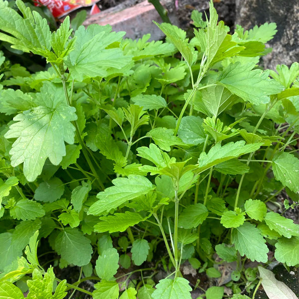 'Jiemei' Improved Motherwort Seeds, 10g