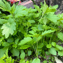 'Jiemei' Improved Motherwort Seeds, 10g