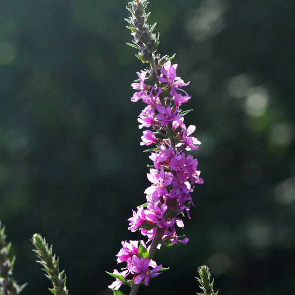 Purple Loosestrife Seeds, 500 Seeds
