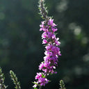 Purple Loosestrife Seeds, 500 Seeds
