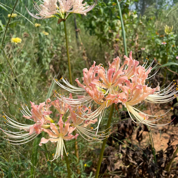 Lycoris 'Champagne', 1 Bulb